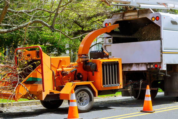 Best Residential Tree Removal  in USA